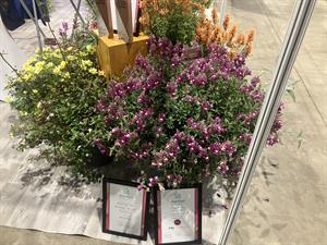 Antirrhinum 'Shiryu Kiss'
